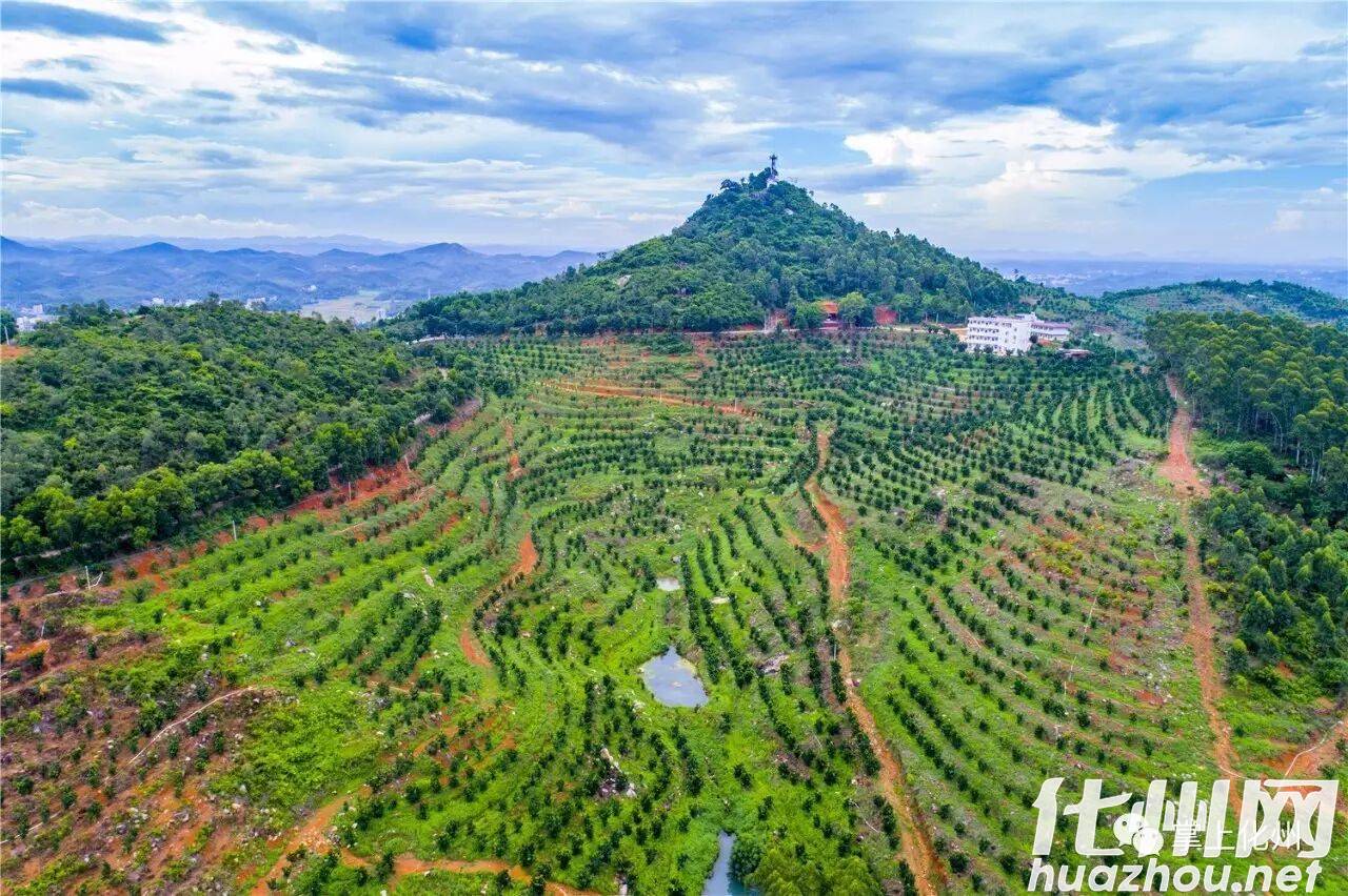 化州市丽岗镇尖岗岭 -1 化州市丽岗镇尖岗岭 -1